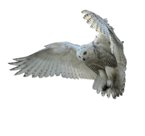 Chouette blanche