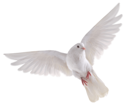 Colombe blanche