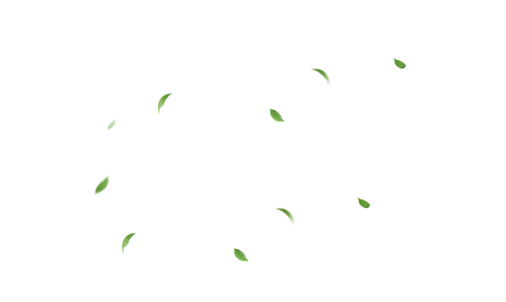Feuilles vertes